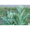 Generic 1000 Great Mullein Seeds (Verbascum Thapsus)