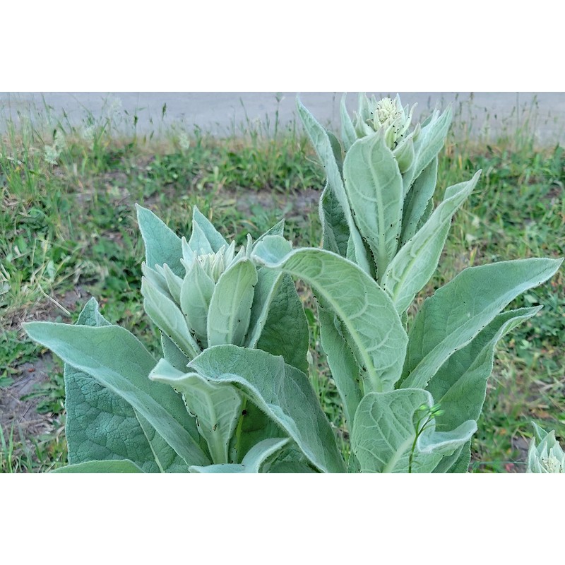 Generic 1000 Great Mullein Seeds (Verbascum Thapsus)