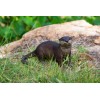 Hi-Line Gift Ltd. Standing Otter Garden Statue Life Size Yard