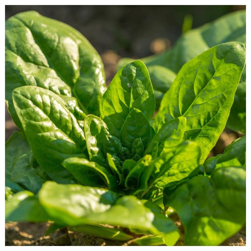 Everwilde Farms - 1 Lb Bloomsdale Spinach Seeds - Gold