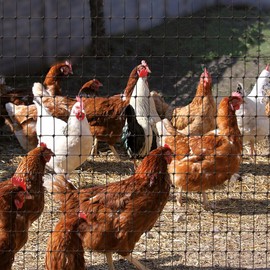 Deer Fence Netting, 7 x 100 Feet Anti Bird Deer Protection Net Reusable Protective Garden Netting for Plants Fruit Trees Vegetables Against Birds and Other Animals