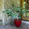 Fignomenal Dwarf Fig Tree – Dwarf Fig Plant – Self
