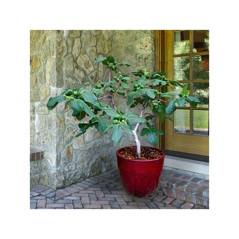 Fignomenal Dwarf Fig Tree – Dwarf Fig Plant – Self
