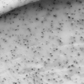 EVERIST The Exfoliating Body Wash Concentrate, Protects Skin Barrier, Aloe Vera, Vegetable Glycerin, Lightly Fragranced 3.4 fl oz, 50+ Washes…