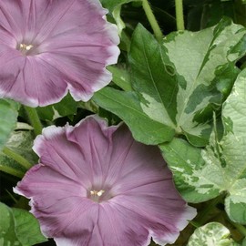 Outsidepride 50 Seeds Annual Ipomoea Nil Morning Glory Chocolate Climbing Vine Flower Seeds for Planting