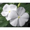 Vinca Seeds 25 Seeds Vinca Cora White Annual Seeds