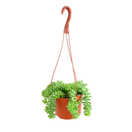Shop Succulents Burro's Tail Hanging Succulent, Sedum morganianum, Fully Rooted Live 6" Succulent Plant with Hanger, Low Maintenance Indoor Plant, Trailing Succulents, Gift & Garden