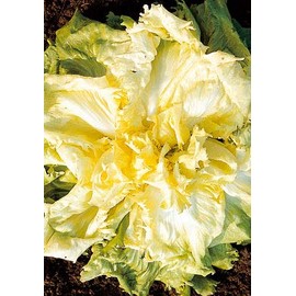 Salerno Seeds Escarole Full Heart Indiva Escarola 7 Grams Made in Italy Italian Non-GMO