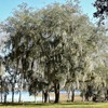 Southern Live Oak, Shade Tree, 5 gal. Nursery Pot