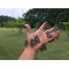 Catalpa, Southern Catalpa Tree Seeds, (For Raising Catalpa Worms) Catfish