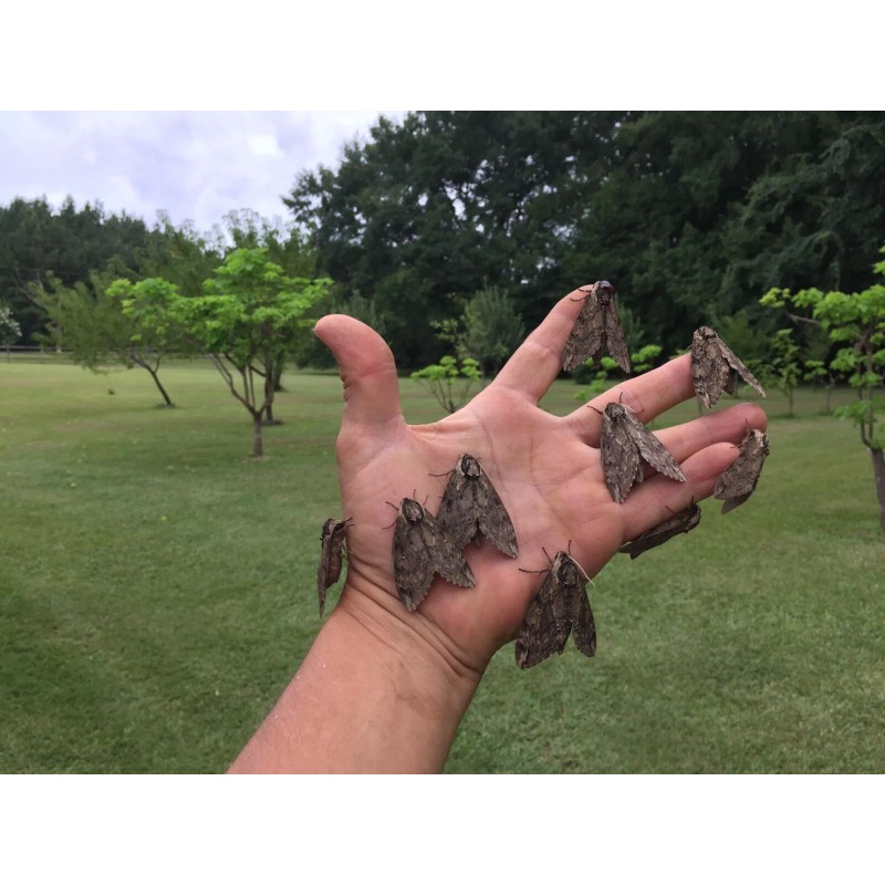 Catalpa, Southern Catalpa Tree Seeds, (For Raising Catalpa Worms) Catfish