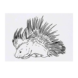 Azeeda 'Stachelschwein' Temporäres Tattoo - Hautfreundlicher & Ungiftiger Abziehbild · Wasserfest (TO00049144)