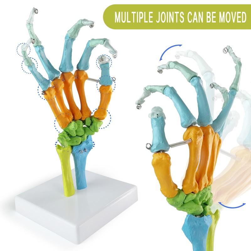 EVOTECH SCIENTIFIC Human Anatomical Model, Coloured Hand Bone Anatomical Model