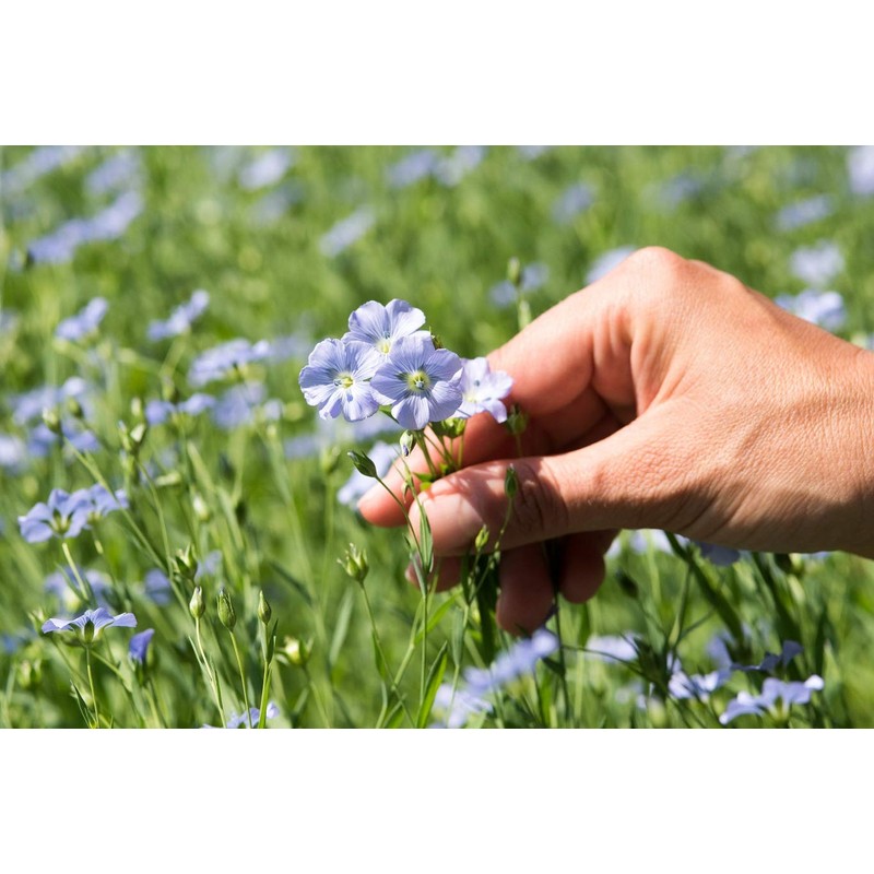 Chiemgaukorn Organic Linseed Oil 250 ml