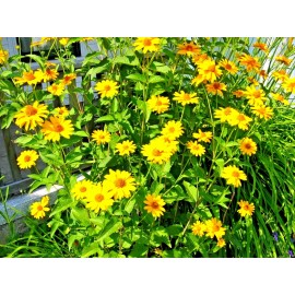 Little Seed Store 301+OX EYE SUNFLOWER Seeds Native Wildflower Summer Flower Garden Heat Cold Easy