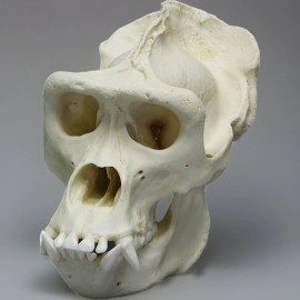 Gorilla Skull Replica (1:1 Scale Male Silverback)