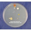 Nutrient Agar 100 grams