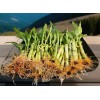 Lucky Bamboo Plants 100 LUCKY BAMBOO PLANTS 4" Free 5