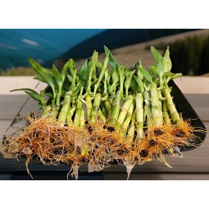 Lucky Bamboo Plants 100 LUCKY BAMBOO PLANTS 4" Free 5