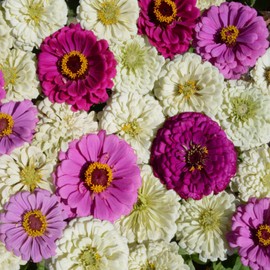 Outsidepride 2000 Seeds Annual Zinnia Elegans Blueberry Cheesecake Flower Seed Mix for Planting