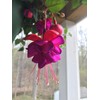 100 Pcs Fuchsia Flower Seeds Perennial Home Plant Bonsai