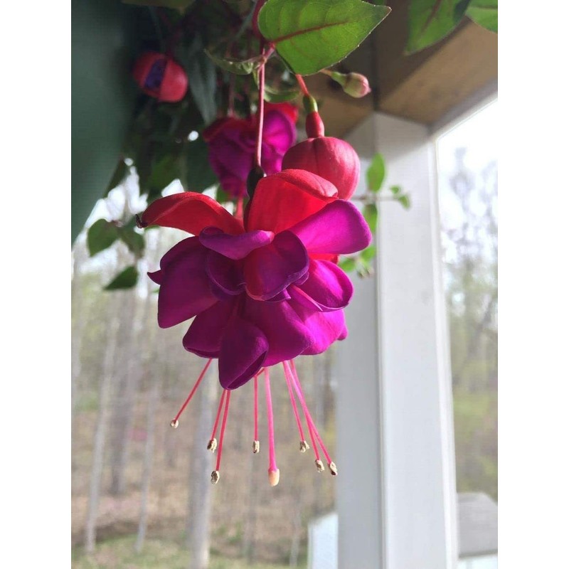 100 Pcs Fuchsia Flower Seeds Perennial Home Plant Bonsai