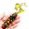 3 Pack Live Hardy Water Lilies Pre-Grown Tuber Rhizome Yellow,