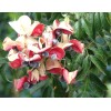 Manoa Valley Roots Mgambo Hawaiian Velvet Seeds 10 count Black