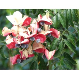 Manoa Valley Roots Mgambo Hawaiian Velvet Seeds 10 count Black Pearl Tree HAWAII GROWN organic