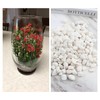 1LB White Natural Gravel Pebbles, Cactus and Succulent Plants Pebbles,