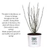 Proven Winners 2 Gal. Paraplu Violet Rose of Sharon (Hibiscus)