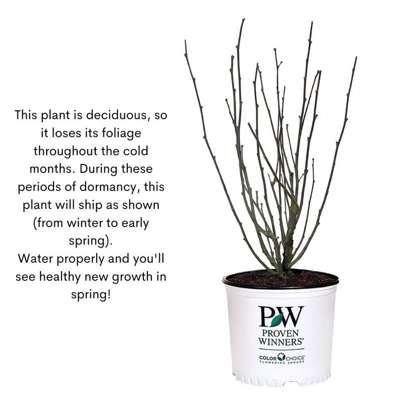 Proven Winners 2 Gal. Paraplu Violet Rose of Sharon (Hibiscus)