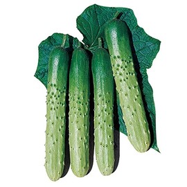 Cucumber Seeds - Asia Eun Cheon - Hybrid - 500 Mg Packet ~20 Seeds - Non-GMO, F1 Hybrid - Asian Garden Vegetable