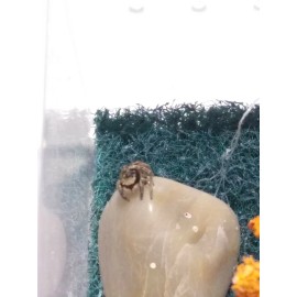 2 Mini enclosure for spider ,baby praying mantis or insect pet