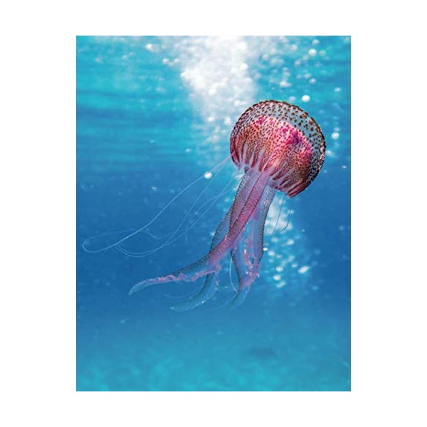 Notebook: College Ruled Composition Notebook / Jellyfish Cover