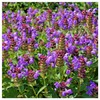 Everwilde Farms - 2000 Heal All Native Wildflower Seeds -