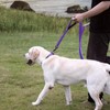 Wagtime Club Soft &Thick Dual Handle 6FT Dog Leash, Premium