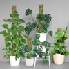 HOLANHING 60"/40"/24" Metal Moss Pole, D Shape Sphagnum Moss Pole,