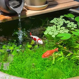 Toddmomy Set of 2 Floating Decorative Fish for Mini Pond: Ceramic Fish Pond Realistic Floating Fish Ceramic for Fairy Garden, Pond Fountain Decoration