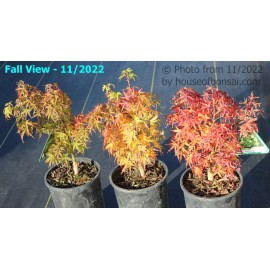 House of Bonsai Dwarf Japanese Green Maple 'Sharp's Pygmy' Pre-Bonsai Tree - 1 Gallon