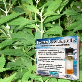 Bugleweed Seeds (Lycopus americanus) 20+ Rare Medicinal Herb Seeds