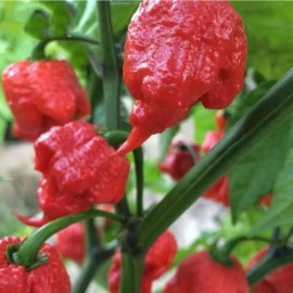 ZEshops 50pcs Ghost Pepper Seeds – Non-GMO Heirloom Chili Super Hot Peppers for Gardens