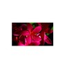 Hawaiian Plumeria Plant Cutting 2 Pk 1 Red and 1