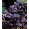 KIRA SEEDS - Seeds Opal Purple Basil - Heirloom Herbs