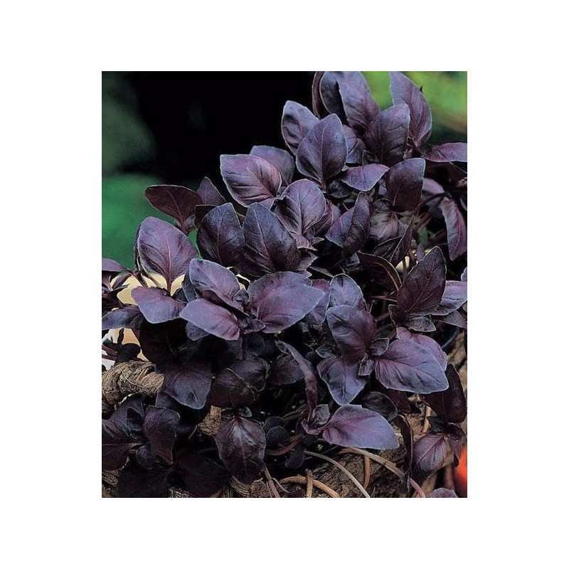 KIRA SEEDS - Seeds Opal Purple Basil - Heirloom Herbs