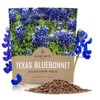 Texas Bluebonnet Wildflower Seeds - Bulk 1/2 Ounce Packet -