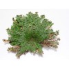 Incense Garden Rose of Jericho Flower The Resurrection Plant (1
