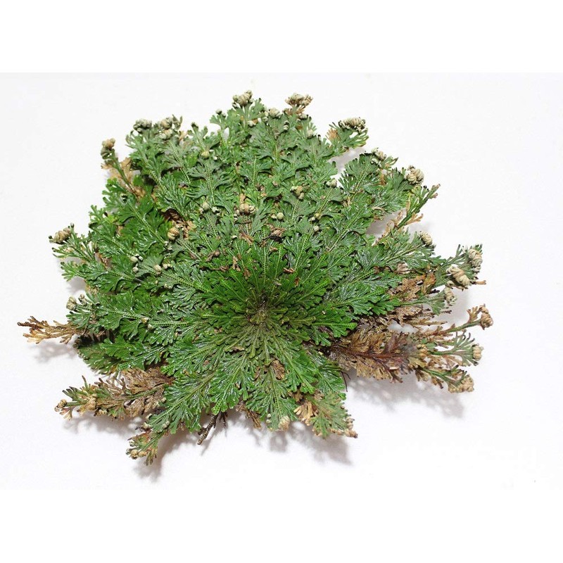 Incense Garden Rose of Jericho Flower The Resurrection Plant (1