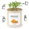MacFlowers® Cultivation Set Real Marigolds | A Variety with Yellow