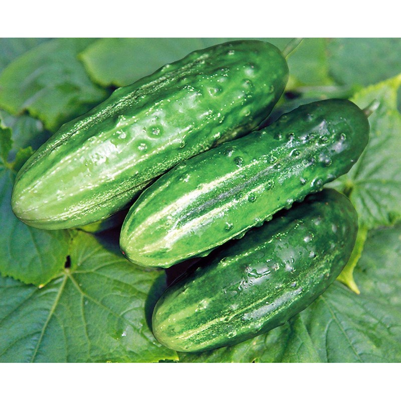 NIKA SEEDS - Vegetable Cucumber Elegant F1-20 Seeds
